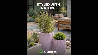 🌿 Transform Your Space with a Little Greenery 💚 | Gumtree