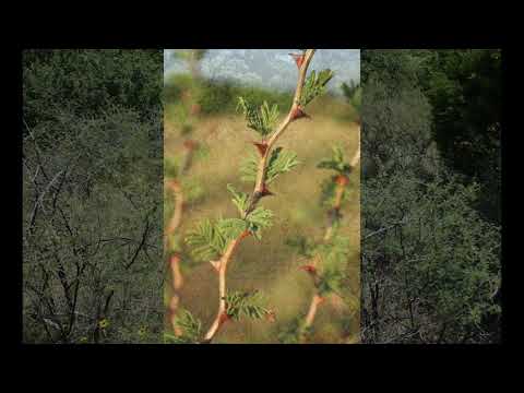 Video: Growing Catclaw Acacias – Catclaw Acacia-bruk i landskapet