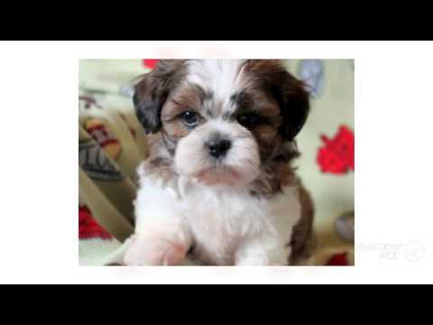 Zuchon (Shichon) Dog Breed Information and Pictures