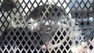 2012 CHEVROLET MALIBU Council Bluffs, IA 30770