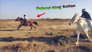 गुजरात किंग सुल्तान को हरने के लिए आय घोड़े / Sultan & Toral