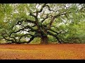 Oak - Ancient, Magical & Sacred Trees 2