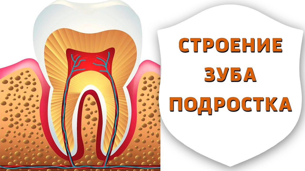 Как растут зубы у детей схема с рождения до 3 лет