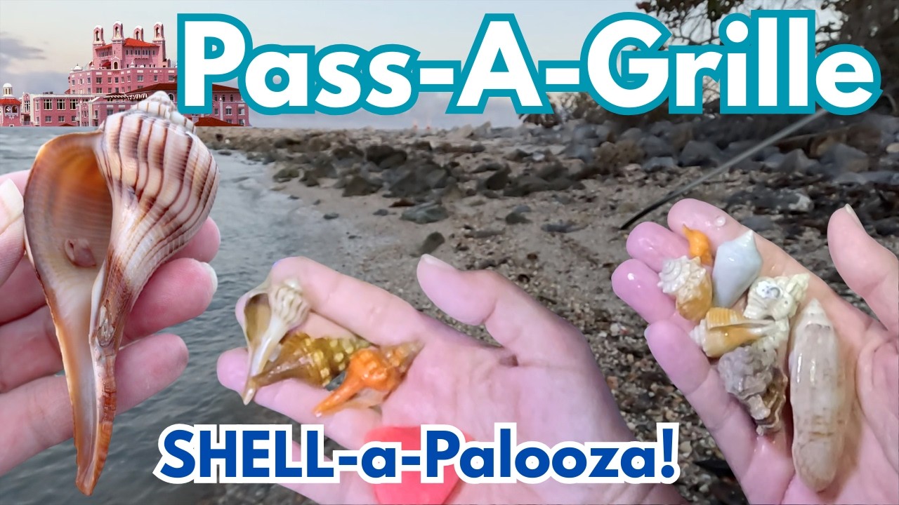 EPIC Haul! | You won't believe the SHELLING at Pass a Grille- Shell-a-palooza part 1 of 2