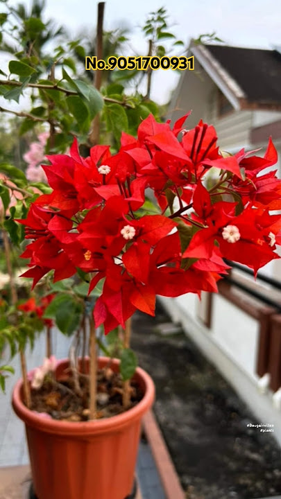 New varieties Bougainvillea,no.9051700931 #bougainvillea #plants