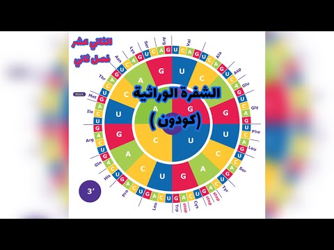 الكودون اوالشفرة الوراثية