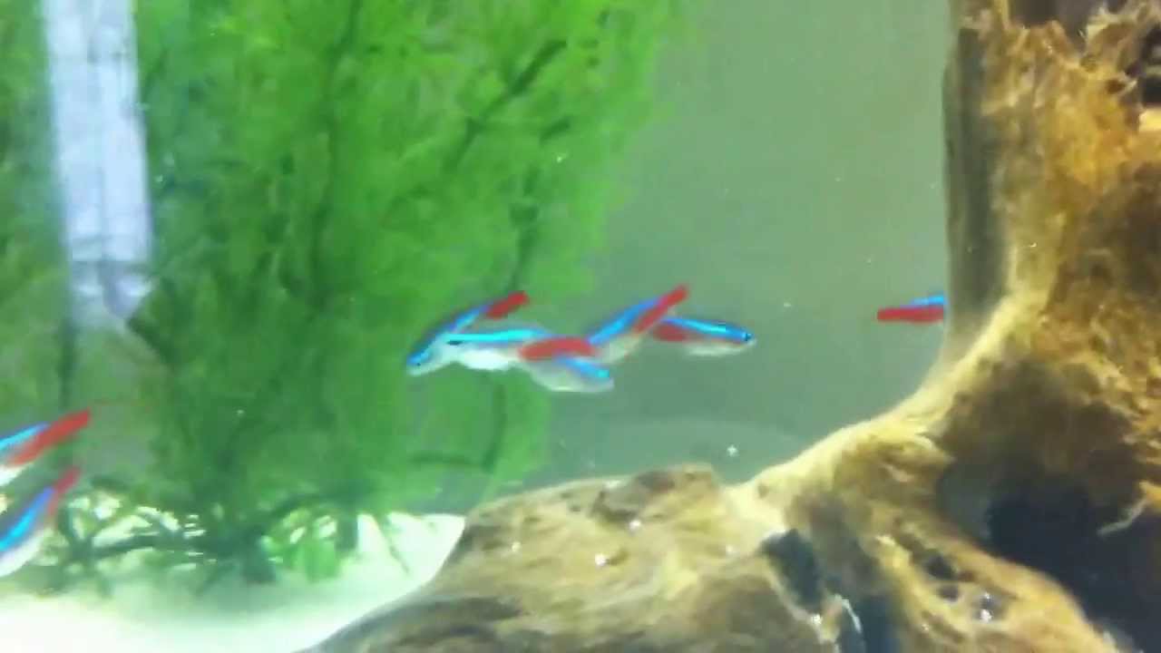 neon tetra care youtube