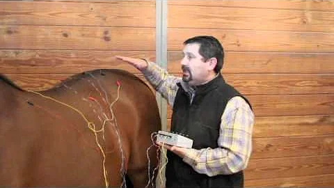 Equine Electro Acupuncture Demonstration by Mark DePaolo, DVM