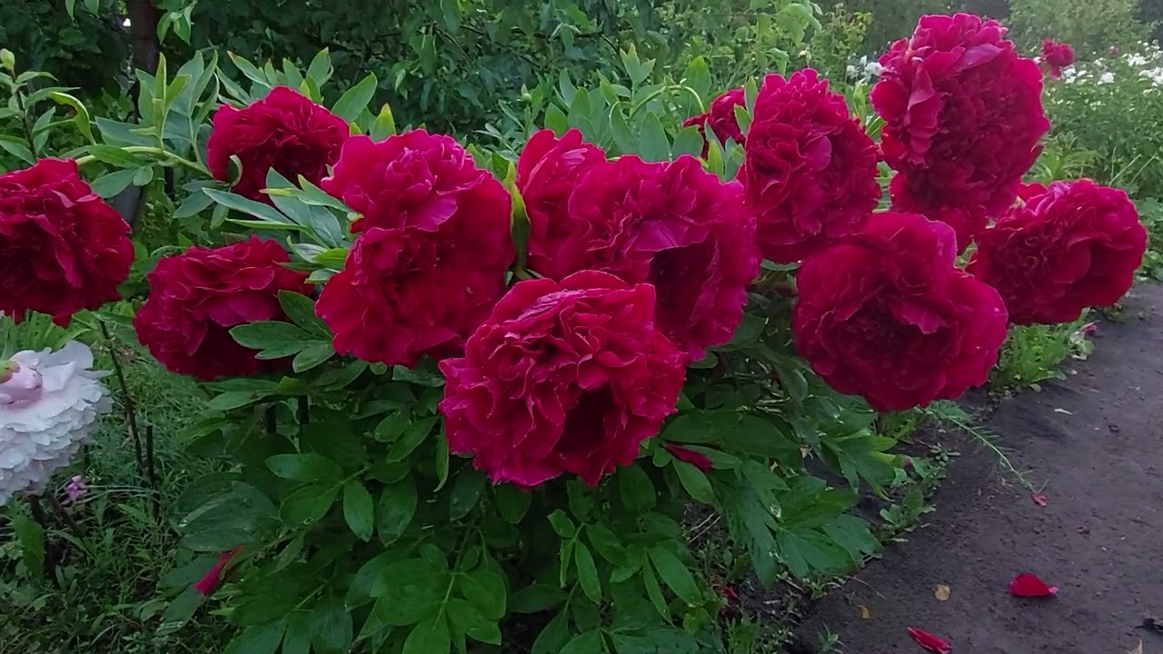 Пионы после урагана с грозой. Какая красота! Пятница, 13 июня 2025 год.