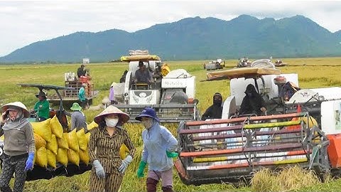 máy cắt 105 binh tóc độ cắt lúa ô em công 16 bao giá lúa bán 5800₫K tập 1# maibangtv 