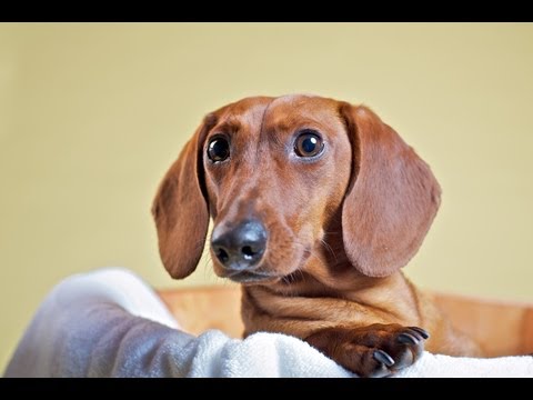 Dachshund Temperament Goes Hand in Hand with Dachshund Training - YouTube