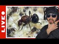 Myrmicaria brunnea tour de la colonie en dtail  faq rediff live 14052024