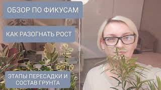 видео: 🔵🟤КАК РАЗОГНАТЬ РОСТ ФИКУСА. ОБЗОР ПО СОРТАМ #garden #фикусы картинка: 🔵🟤КАК РАЗОГНАТЬ РОСТ ФИКУСА. ОБЗОР ПО СОРТАМ #garden #фикусы