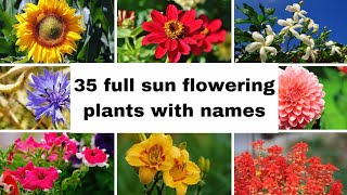 35 best full Sun flower plants for homes with names | Heat tolerant flower plants