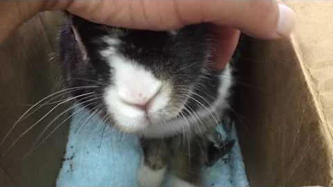 ははうさぎ ははうさぎ