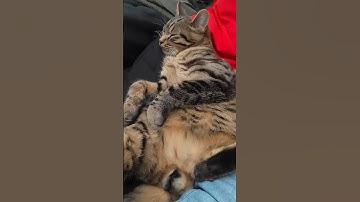 High Cat 💯💯🔥#viral #shorts #funny #bobmarley #cats 🔥🔥🤣🤣🤯🤯😻💯💯💯💯💯💯💯💯💯💯💯