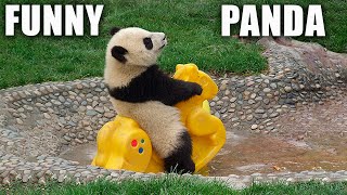 ПАНДА: Самое Забавное Животное на Свете!!! (Funny Panda)