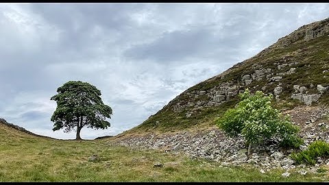 Sycamore Gap | Jack Hogsden