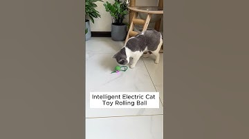 This Automatic Rolling Ball Keeps My Cat Busy for HOURS!  #cat