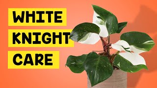 How I Care For the Philodendron White Knight (Variegated House Plant)
