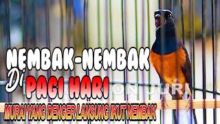 TEMBAKAN TAJAM MURAI BATU BONGKAR ISIAN, PANCINGAN MURAI BATU YANG MACET JADI EMOSI