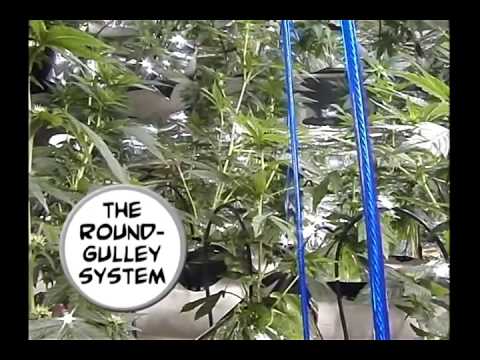 Vídeo: Cànnabis Multifilament
