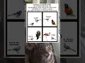 The mockingbird is not named for mimicking sounds it literally mocks other birds #nature