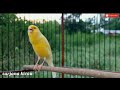 Masteran Kenari Ampuh Langsung Nyautt Mp3 - Mp4 Download