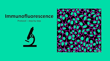 How to Perform an Immunofluorescence Experiment – Step-by-Step Protocol