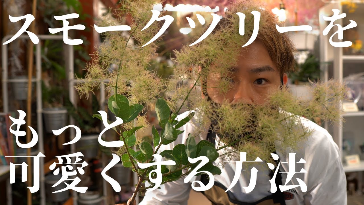 ある方法で可愛くスモークツリーをアレンジメント - YouTube