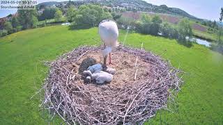 Storchennest Alfeld (Leine) - Nesthäkchen frisst sich ins Fresskoma, mehrmals 🙂 - 09.05.2024