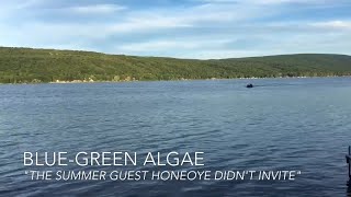 Harmful Algae Blooms In The Finger Lakes .. Fingerlakes1 62418