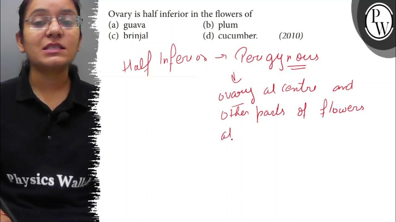 Ovary is half inferior in the flowers of (a) guava (b) plum (c) brinjal