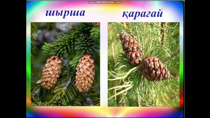 БДСМ бар тегін бондаж порно фотосуреттері