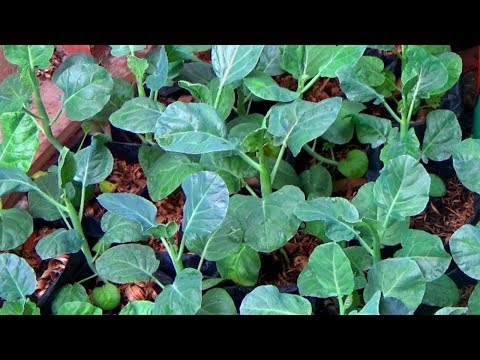 Video: Container Grown Kale - Pelajari Cara Merawat Tanaman Pot Kale