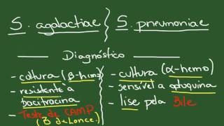 Streptococcus e Enterococcus - Resumo - Microbiologia