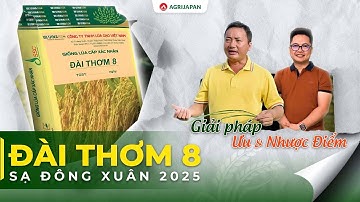 AgriJapan | ĐÀI THƠM 8 SẠ ĐÔNG XUÂN 2025 ƯU NHƯỢC ĐIỂM & GIẢI PHÁP