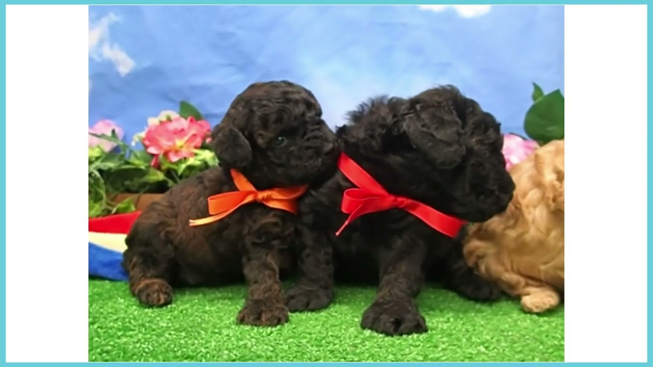 * vintage dog ❀ * モヘアのほわほわ 可愛い プードルさん Coo&RIKU No.00756895 T・プードル - YouTube
