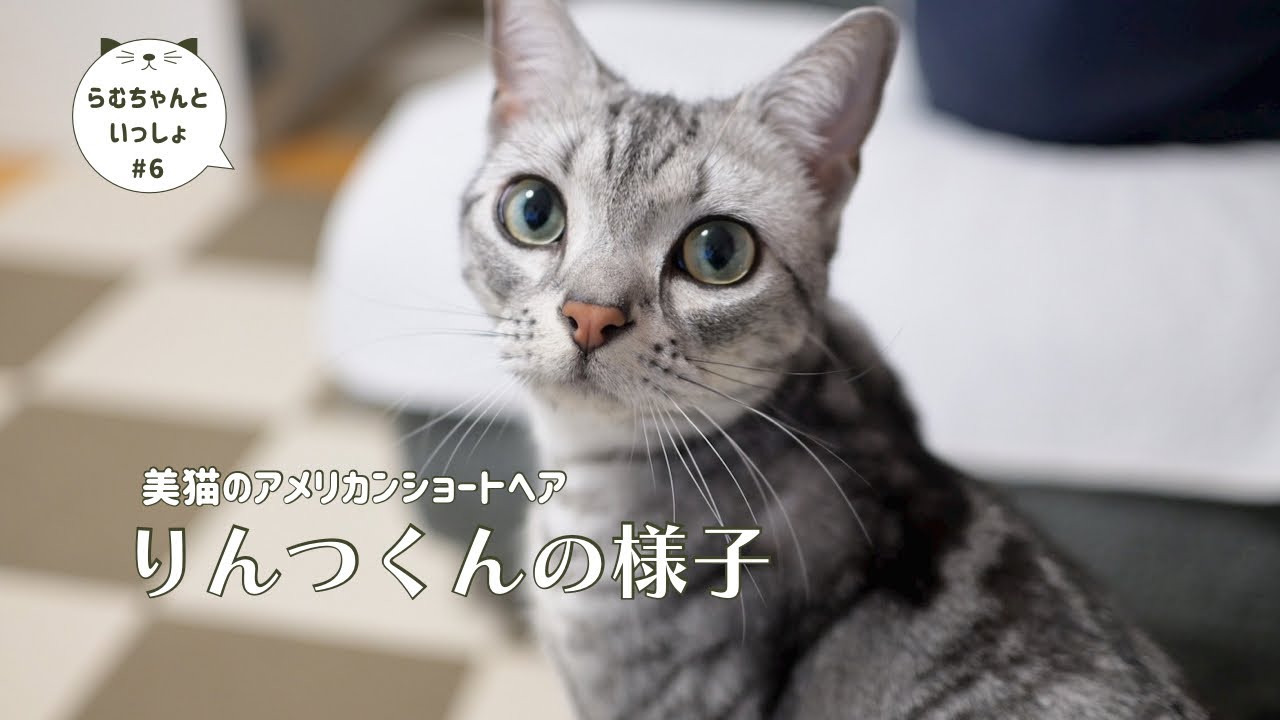 今回の動画はアメリカンショートヘアりんつくんの動画です🎥