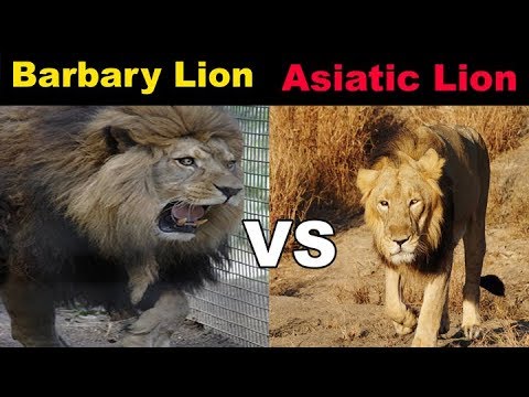 アジアライオン対バーバリーライオン Youtube