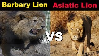 アジアライオン対バーバリーライオン 動物王国