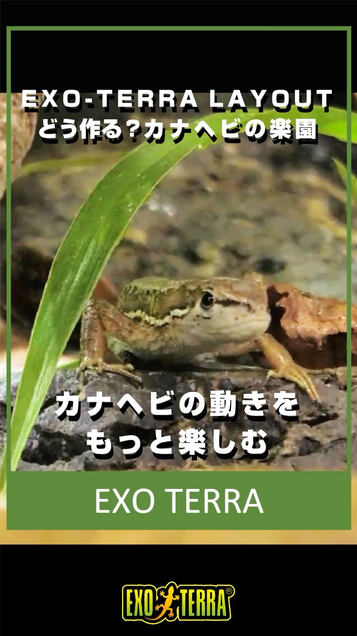 どんな「楽園」にする？カナヘビ本来の動きを楽しむ🦎！EXO-TERRA