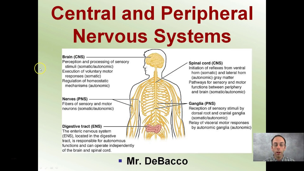 nervous system function