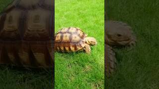 Fakta Kura kura #hewan #animals #kurakura #turtle #shorts