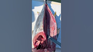 Stop WASTING Your Bluefin Tuna! #shorts #fishing