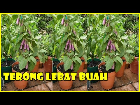 Video: Cara Menanam Violet Dalam Pot - Pelajari Tentang Perawatan Wadah Untuk Violet