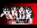 F LITTER: SECOND TIME TO PRODUCED A WOOLY LINE SIBERIAN HUSKY
