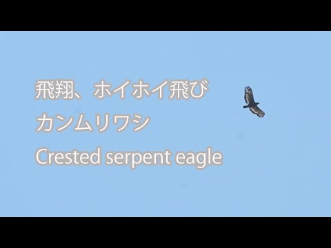 【飛翔、ホイホイ飛び】カンムリワシ Crested serpent eagle
