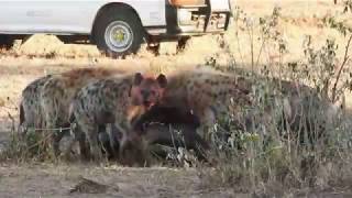 Spotted Hyenas Hunting a Wildebeest