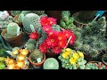 Top 10 best flowering cactus plants